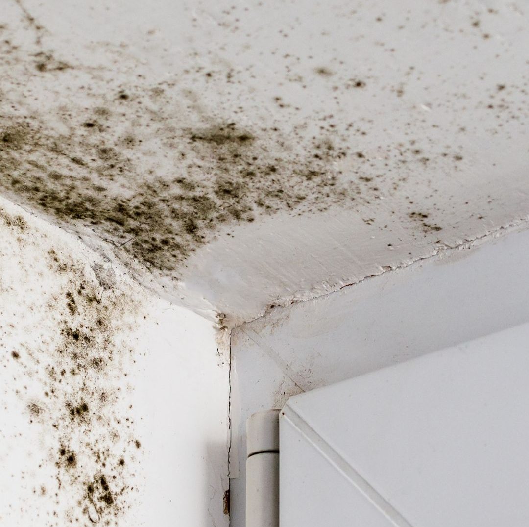 Duvar Boyasında Küf ve Kabarma Neden Olur? Boyadan Önce Yapılması Gerekenler