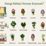En dayanıklı ev çiçekleri