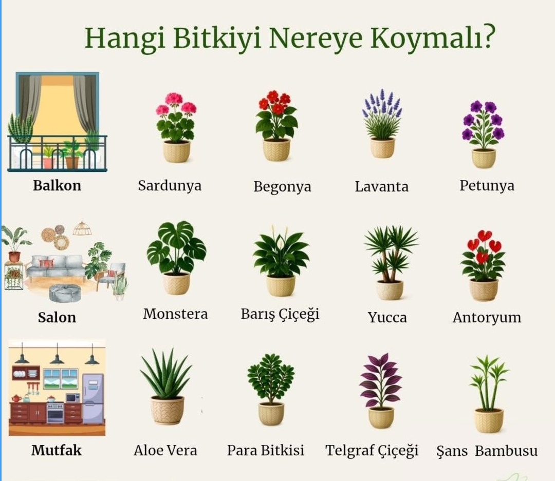 En Dayanıklı Ev Çiçekleri: Bakımı Kolay 7 Bitki ve Uzman Rehberi